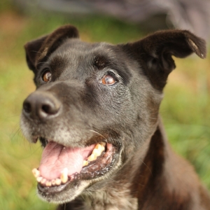 fiacre - SHINNING - x labrador 15 ans (12 ans de refuge)  - Aide aux Vieux Animaux à Cuy St Fiacre (76) 114.300.511.xnpn9ozem4cakbr5gqlv