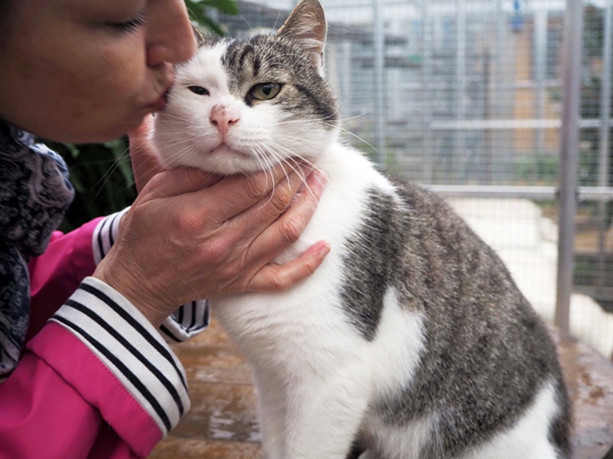 Adoption Adoption De Chat Ary Le Beau Gosse Adoption Adoption De Chat Ary Le Beau Gosse