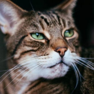 Famille D Accueil Accueil D Un Chat Recherche Familles D Accueil Pour Alerte Sos Famille D Accueil Accueil D Un Chat Recherche Familles D Accueil Pour Alerte Sos