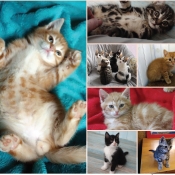 Adoption Adoption De Chat Kenzi Tres Jolie Adoption Adoption De Chat Kenzi Tres Jolie