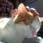 Adoption Adoption De Chat Kenzi Tres Jolie Adoption Adoption De Chat Kenzi Tres Jolie