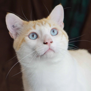 Adoption Adoption De Chat Logo Male Red Point De Type Europeen Ne Le 22 04 15 Adoption Adoption De Chat Logo Male Red Point De Type Europeen Ne Le 22 04 15