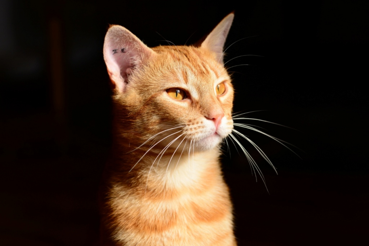 Adoption Adoption De Chat Rack Male Roux Tigre De Type Europeen Ne Le 15 05 Adoption Adoption De Chat Rack Male Roux Tigre De Type Europeen Ne Le 15 05