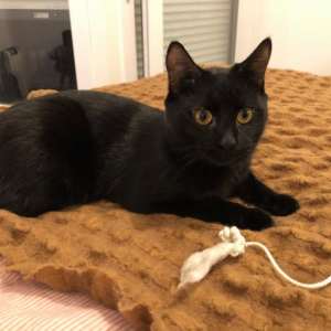 Adoption Adoption De Chat Robby Petit Timide Mais Super Calin Ok Autre Chat