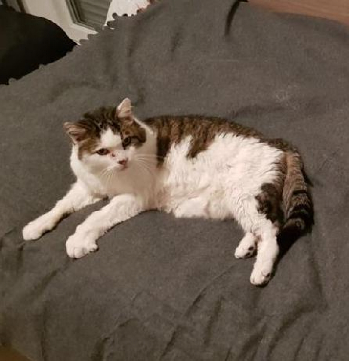 Adoption Adoption De Chat Adoption Du Coeur Nounours 17 Ans Et Chipie 13 Ans Deux Copains Inseparables