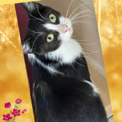Adoption Adoption De Chat Petit Chat Roux Adoption Adoption De Chat Petit Chat Roux