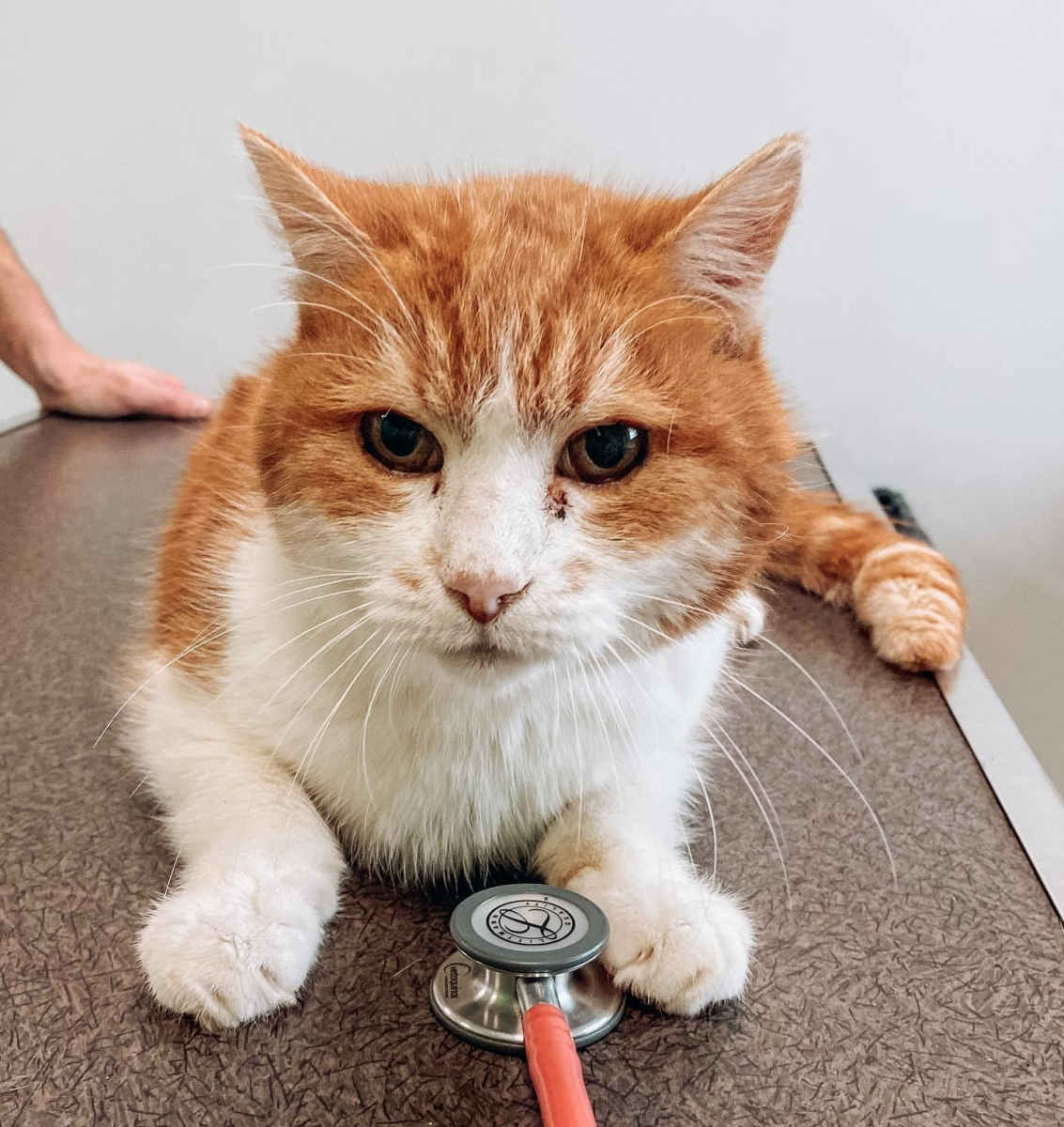 Adoption Adoption De Chat Filou Adoption Fin De Vie