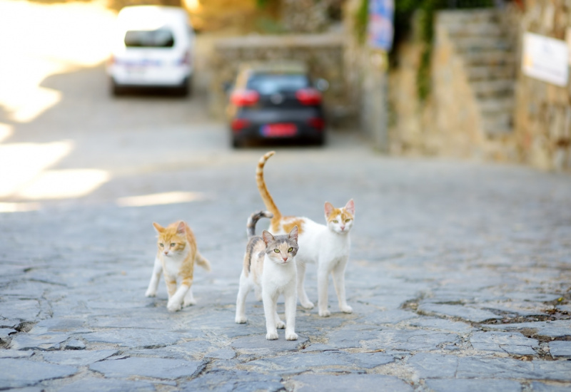 Chats errants, le casse-tête pour les mairies 